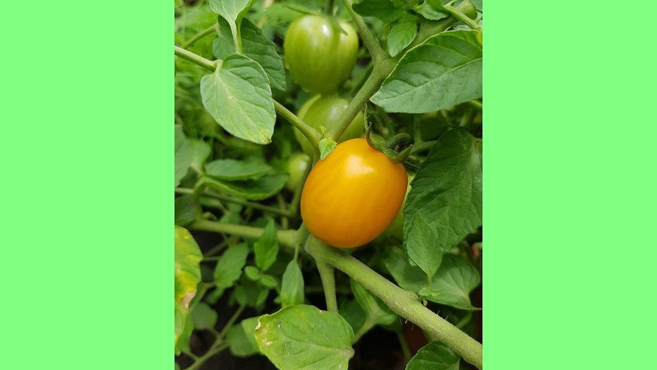 Главная картинка новости: Новый проект по строительству комплекса для выращивания овощей обойдется в 5,12 млрд рублей