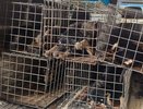 Суд оставил без движения иск воронежской мэрии против экс-подрядчика строительства приюта для животных