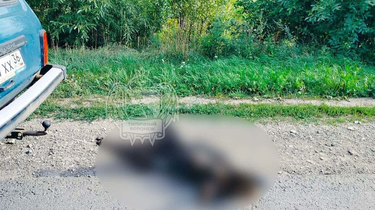 Главная картинка новости: Машину с привязанным трупом собаки заметили под Воронежем