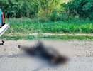 Машину с привязанным трупом собаки заметили под Воронежем