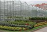 Миниатюра новости: Попытка продать питомник воронежского лестеха снова провалилась 