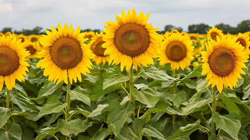 Главная картинка новости: Маслозавод в Воронежской области выставлен на продажу за 225 миллионов рублей