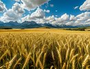 Воронежская область стала лидером по объему выплат для аграриев в Черноземье