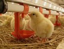 Тамбовская область вошла в топ-20 регионов по производству мяса птицы