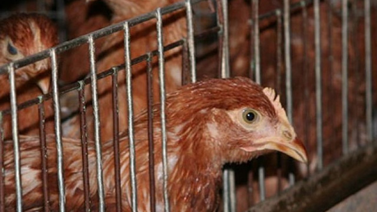 Главная картинка новости: Проверка воронежских птицефабрик нанесет ущерб региональной экономике