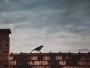 УК Ленинского района пообещала помочь жильцам воронежской многоэтажки приблизить капремонт