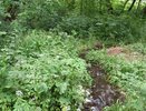 Безразличие главы района Воронежской области может привести к осушению одного из ручьев