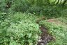 Миниатюра новости: Безразличие главы района Воронежской области может привести к осушению одного из ручьев