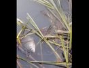 Визуальный осмотр не выявил в Грибановском пруду мора рыбы