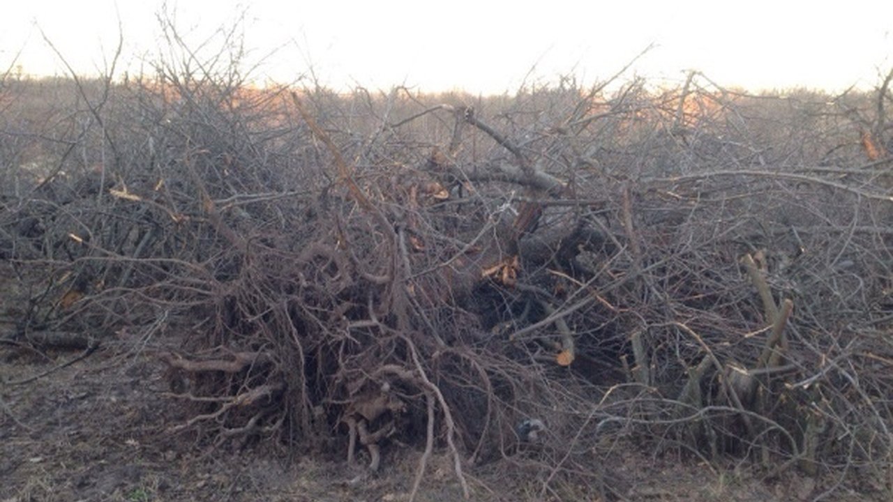 Главная картинка новости: Воронежцы хотят спросить Путина про застройку яблоневого сада