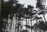 Миниатюра новости: Компания «ПГС проект» к концу осени обустроит Северный лес в Воронеже