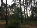 Рубка леса может обойтись неизвестным воронежцам в семь лет тюрьмы