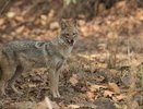 Воронежцев ограничат в убийстве шакалов