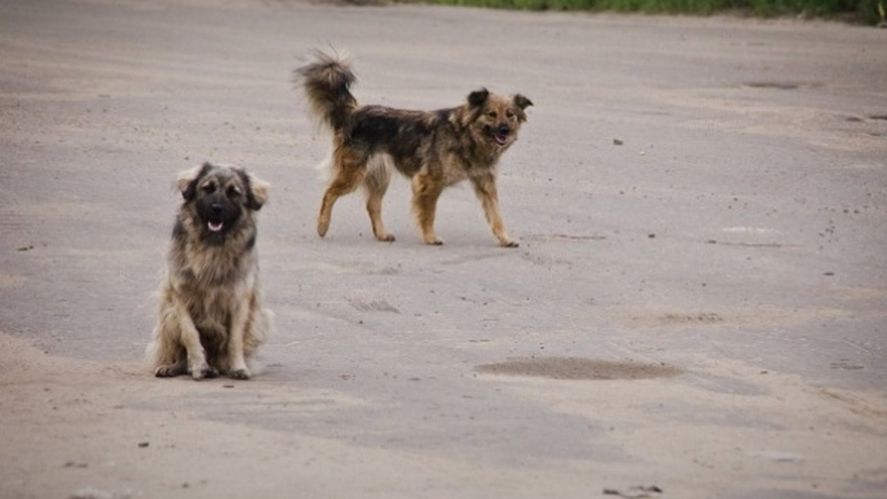 Главная картинка новости: Собачий приют построят на Левом берегу Воронежа 