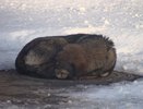 Воронежцы всё чаще страдают от бездомных собак 