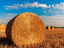 Воронежских аграриев поддержат на 7,7 млрд рублей