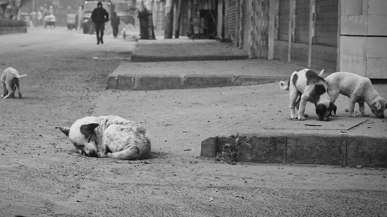 Главная картинка новости: Власти Семилук в ситуации с агрессивными собаками хотят повторения трагедии Забайкалья?!