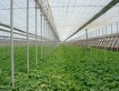 В Тамбовской области планируют построить тепличный комплекс 