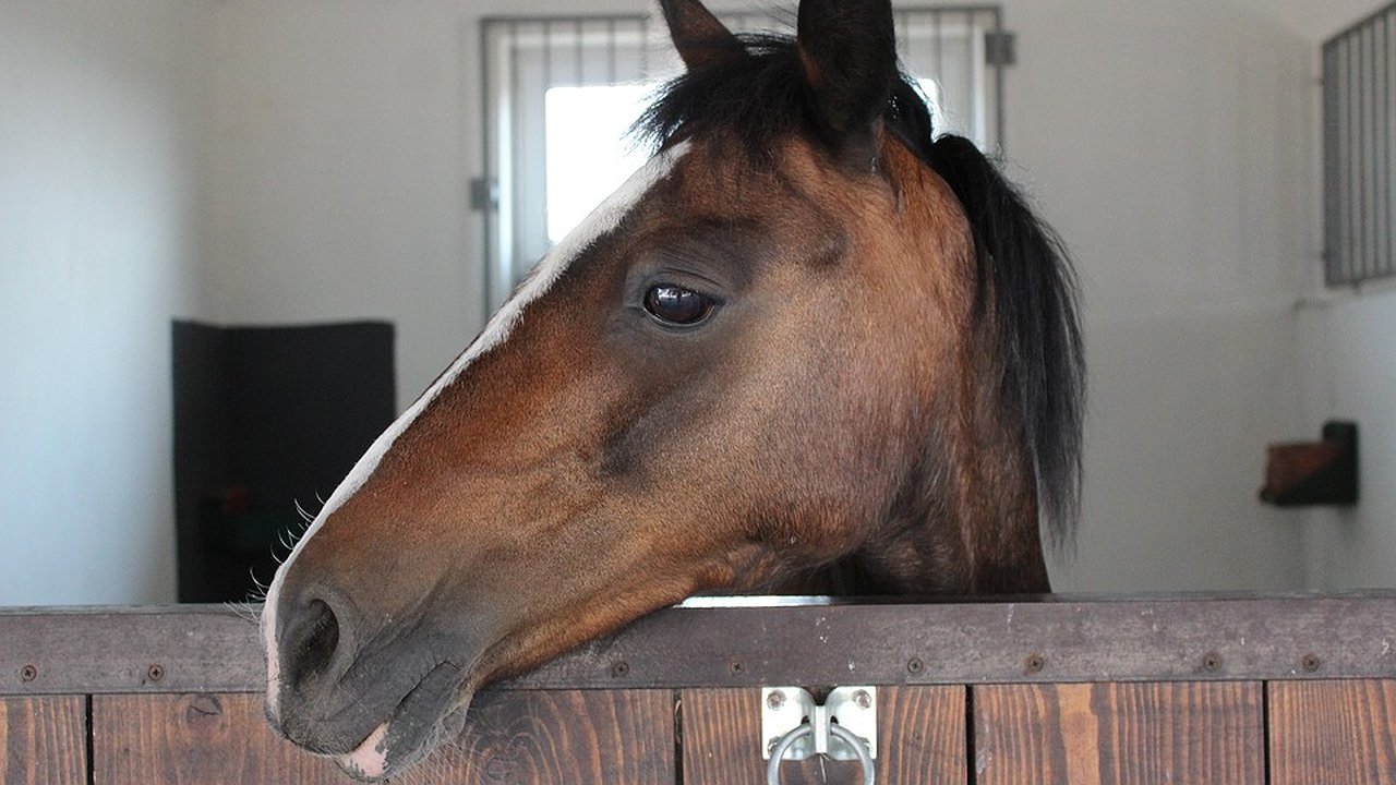 Главная картинка новости: Воронежский зоопарк пустил на конюшню 12 млн рублей