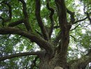 У воронежской Нагорной дубравы нашлось культурное значение 