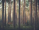Власти Воронежской области вернулись к проекту «зеленого пояса»