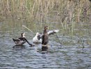 Воронежским охотникам увеличили угодья