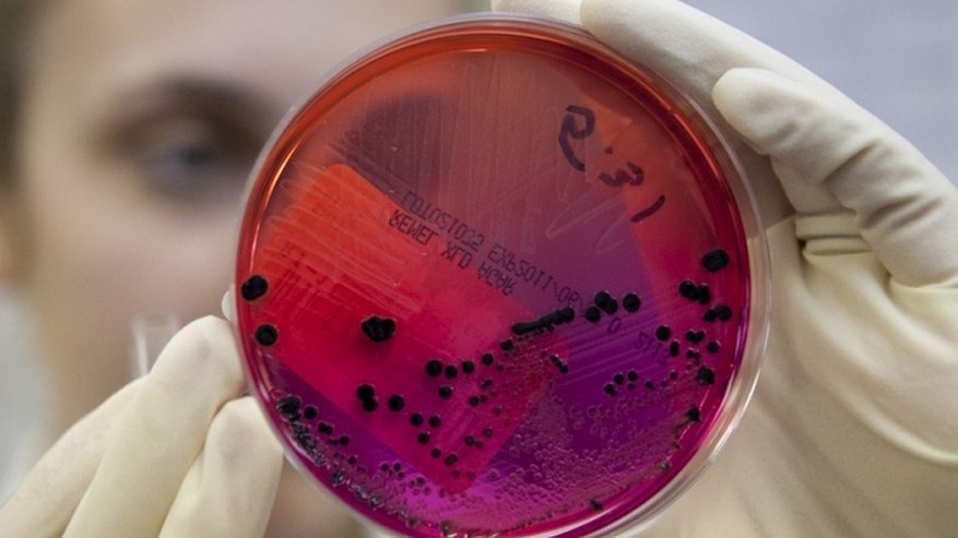 Главная картинка новости: Воронежской области вновь угрожает вирус АЧС