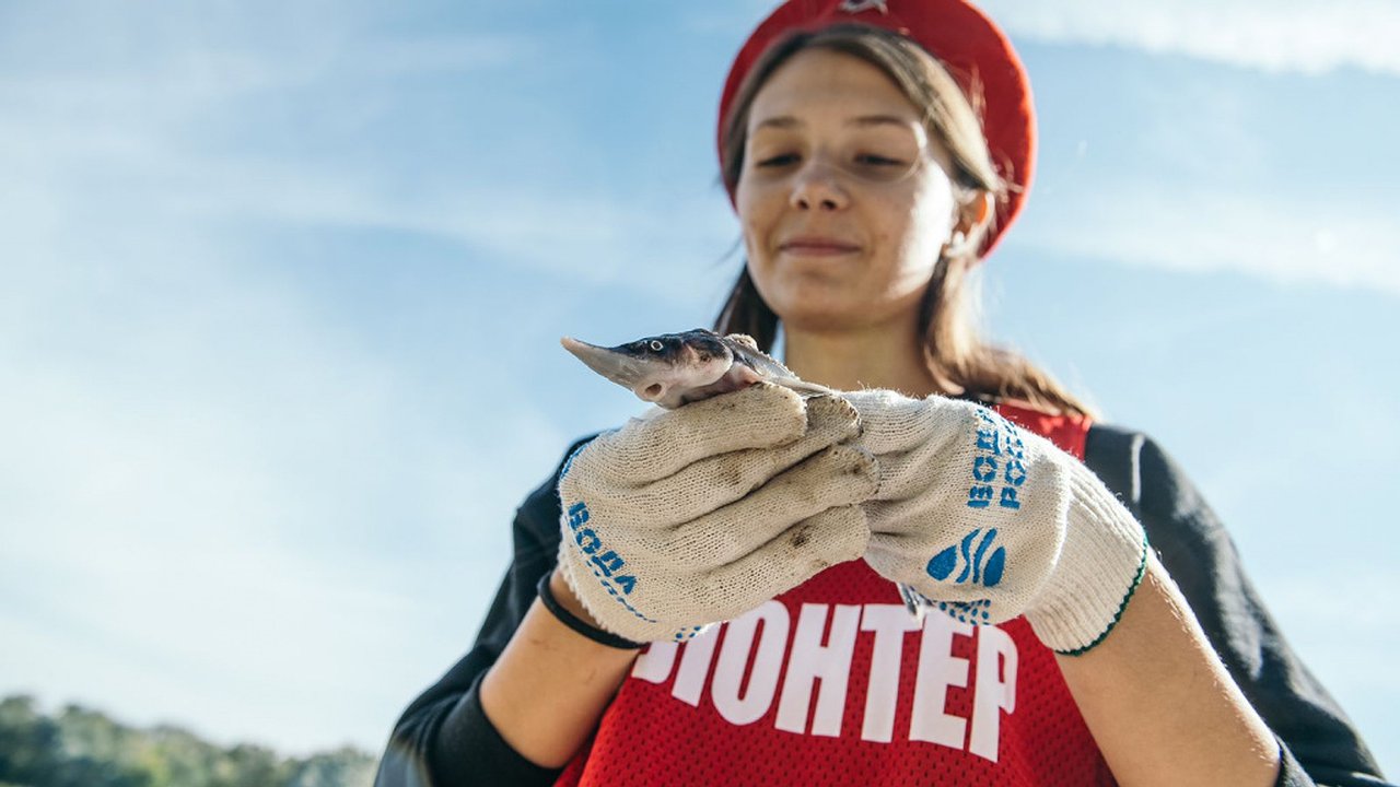 Главная картинка новости: В реку Дон в Воронежской области выпустили 10 тыс. мальков стерляди 