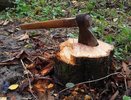 Рубка деревьев в Грибановском районе обошлась двум местным жителям в 5,2 млн рублей