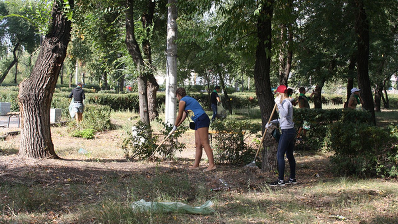 Главная картинка новости: Против уничтожения рябиновой аллеи в Воронеже выступили уже 620 человек