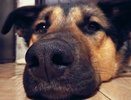 В Воронеже два предпринимателя займутся отловом собак в районах города