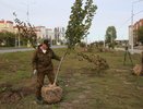 На обновленной улице Острогожской в Воронеже высадят 473 дерева 
