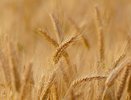Украина получила пятую часть экспорта воронежской продукции