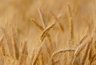 Миниатюра новости: Украина получила пятую часть экспорта воронежской продукции