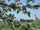 Воронежской прокуратуре удалось отстоять право госсобственности на яблоневые сады