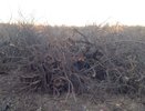 Прокуратура намерена вернуть воронежский яблоневый сад в собственность государства 