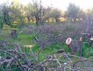 На землях воронежского яблоневого сада уже есть капитальные объекты