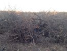 Судьба воронежского яблоневого сада оказалась в руках деморализованной городской власти