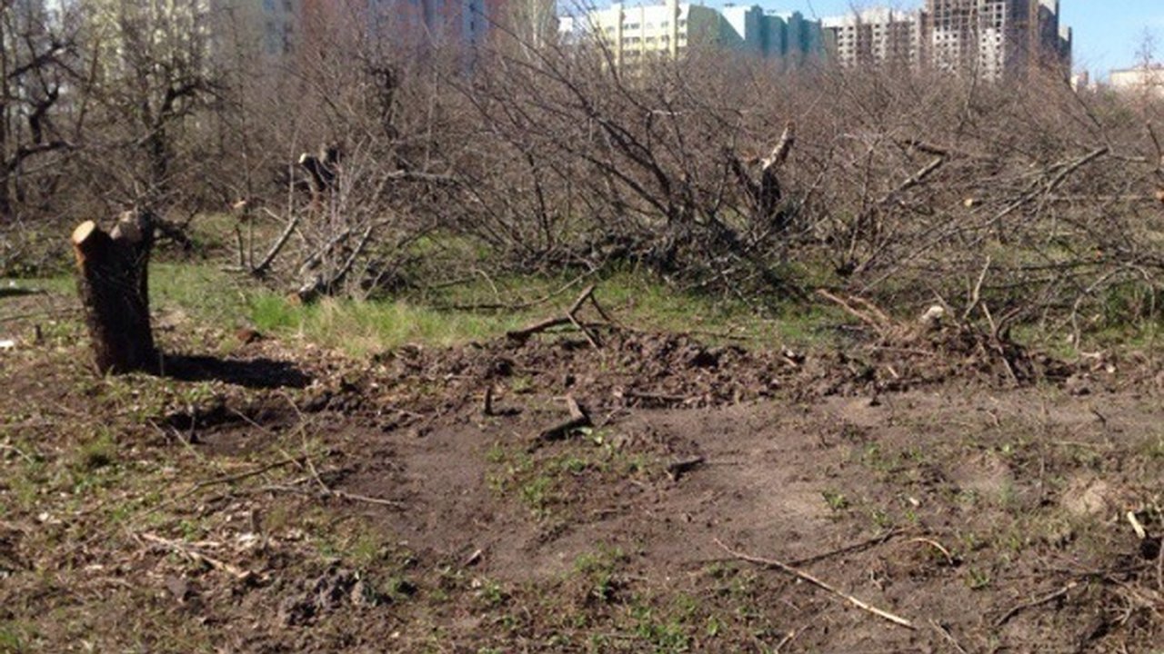 Главная картинка новости: В Воронеже цена участка у «яблоневого сада» выросла в семь раз