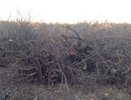Прокуратура через суд вернула государству часть воронежского яблоневого сада