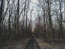 Воронежскому бизнесмену Сергею Синюкову грозит до семи лет лишения свободы за вырубку леса 