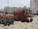 С подачи Вадима Кстенина в Воронеже начали высадку еще 150 взрослых деревьев