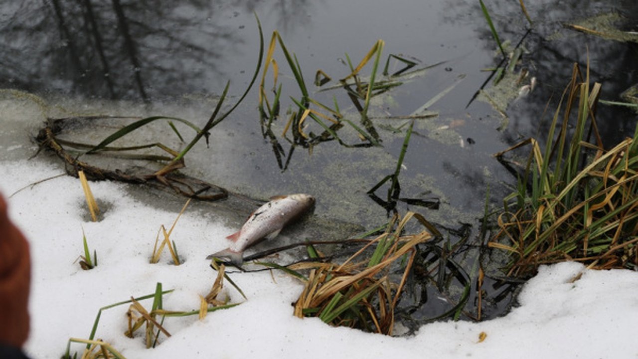 Главная картинка новости: Липецкий водоканал нанес ущерб воронежской реке на 4,1 млн рублей