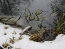 Липецкий арбитраж оставил в силе наказание местному предприятию за загрязнение воронежской реки