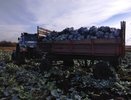 Воронежские зеки на год обеспечили себя овощами
