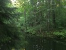 Вокруг Воронежа создадут лесопарковый пояс 