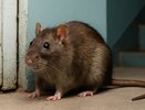 В Воронеже крыса напала на девятилетнюю девочку в подъезде дома
