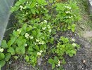 Клубника не даёт плодов, но пьёт как не в себя: парадокс, с которым летом сталкивается каждый второй садовод