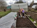 Раскидываю пачку копеечной крупы по грядкам - превращает почву в плодородный чернозём. Дорогой навоз больше не покупаю