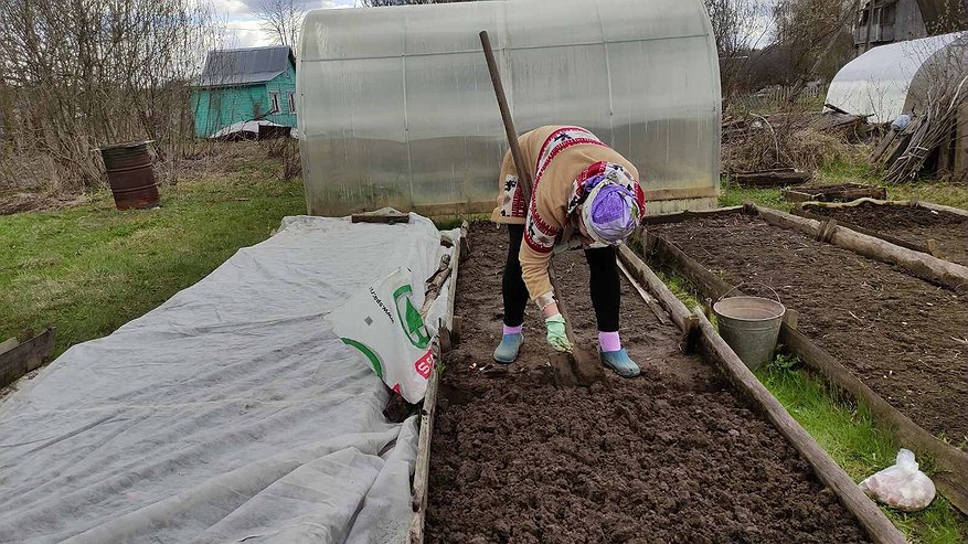 Главная картинка новости: Раскидываю пачку копеечной крупы по грядкам - превращает почву в плодородный чернозём. Дорогой навоз больше не покупаю